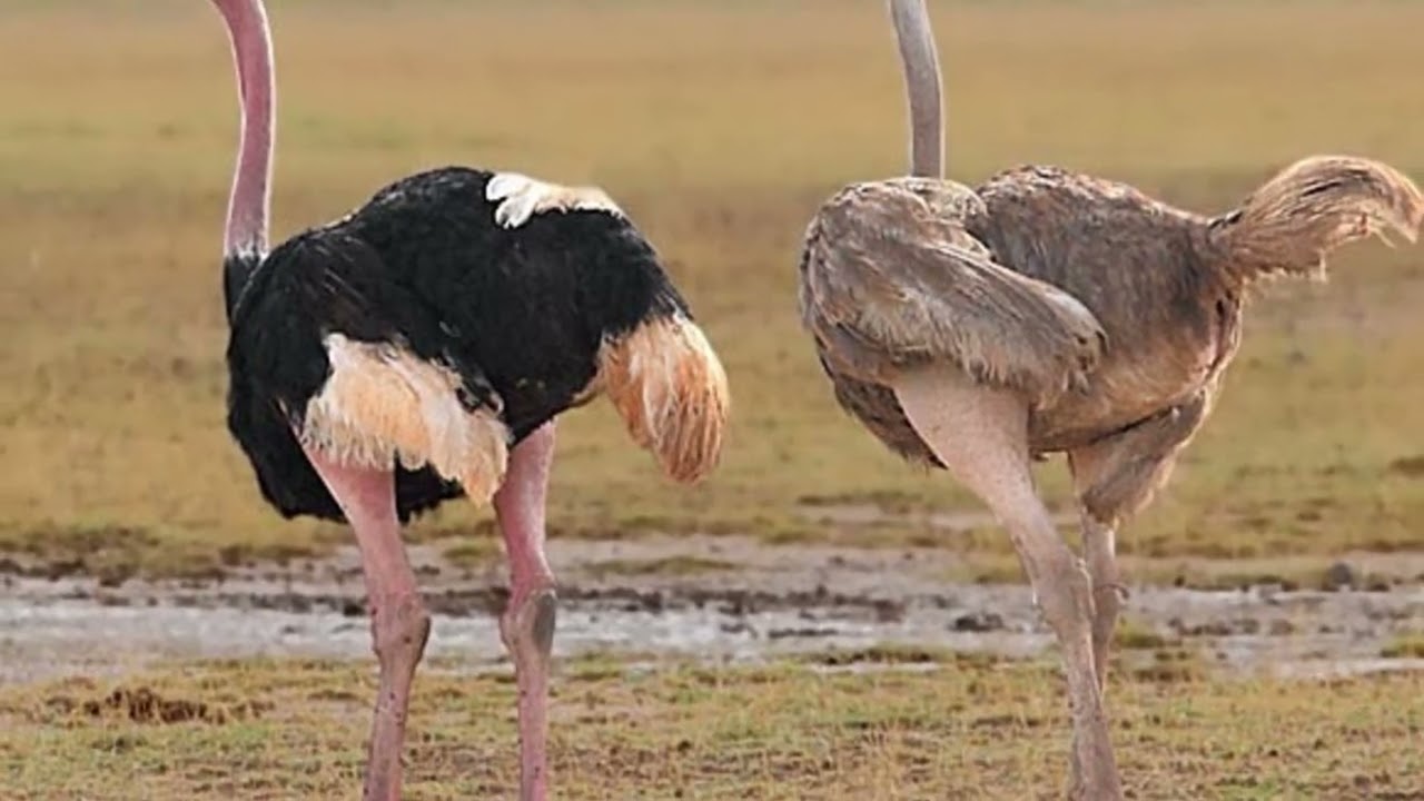 US Researchers Discover Remains of Ornithomimosaur, World's Fastest Dinosaur that Resembled Ostrich