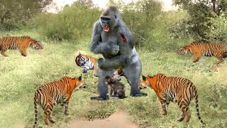 OMG! Ferocious Tiger hunts Gorilla in the Jungle to eat Baby Monkey - King Lion, Tiger cubs