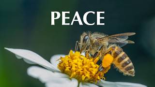Peace - Soaking worship instrumental | Prayer, Devotional and Meditation