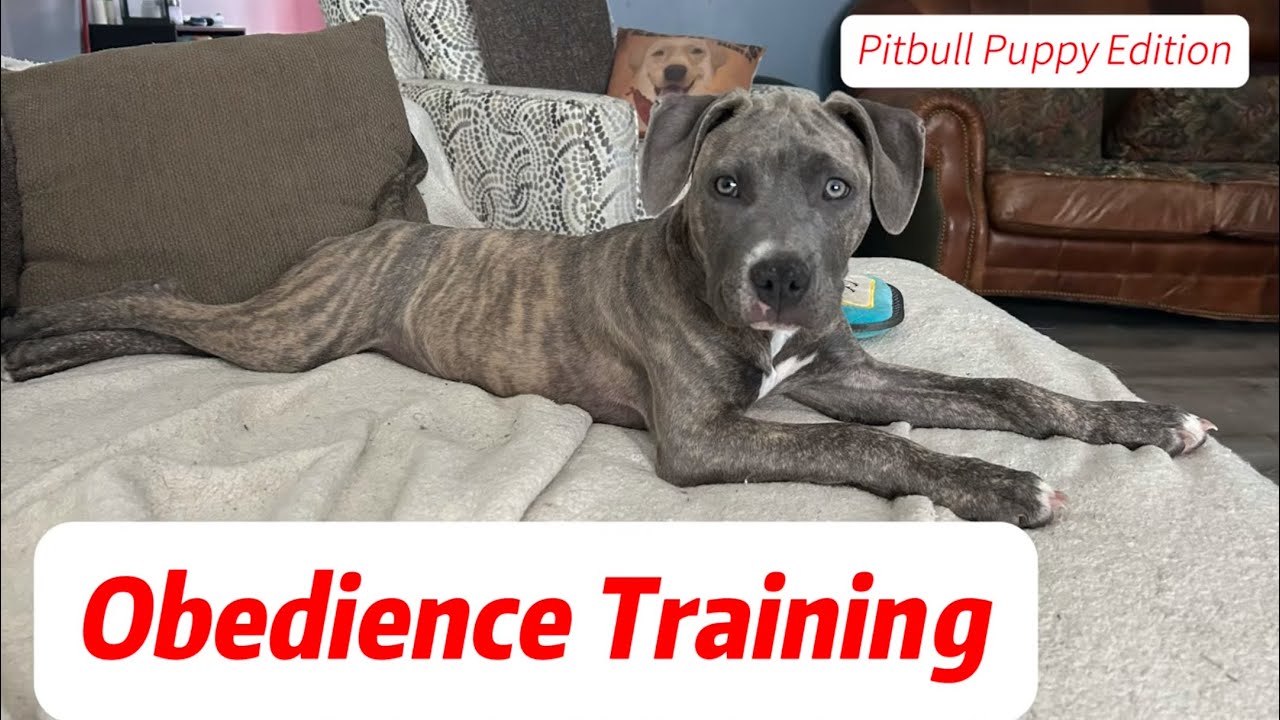 Obedience Training Pitbull Puppy Edition YouTube