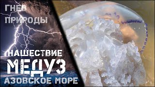 Нашествие медуз на пляжах Азовского моря 2021