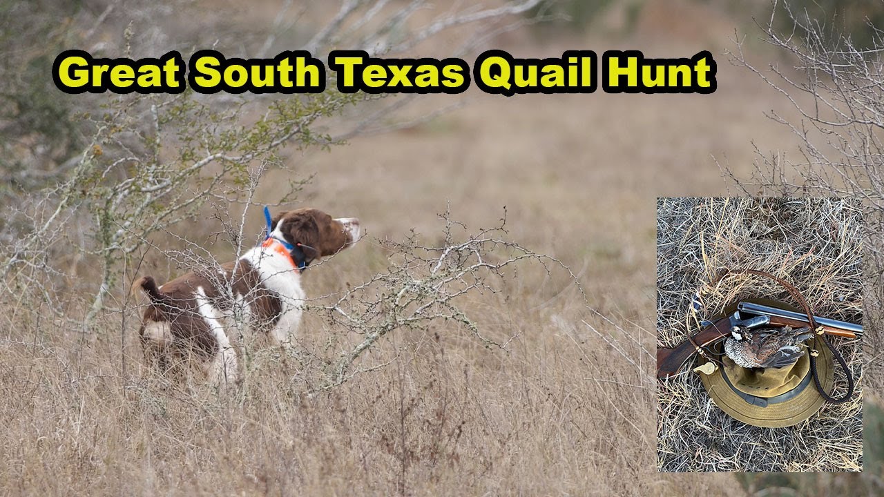 South Texas Wild Quail Hunt YouTube
