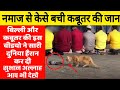 इस KABUTAR को मुसलमानों के साथ NAMAZ Padhta देख लोग हैरान,सब MUSALMAN जरूर देखें | ziyavi media