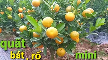 quất bát | quất để bàn | quất trậu mini - quất rổ tết 2022 giá dẻ nhất vườn