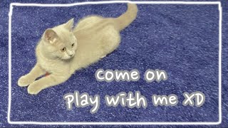 Moon the Cat vlog #3 Come On! Play with me XD by Moon ☾ the Lilac Cat 2,491 views 1 year ago 3 minutes, 46 seconds