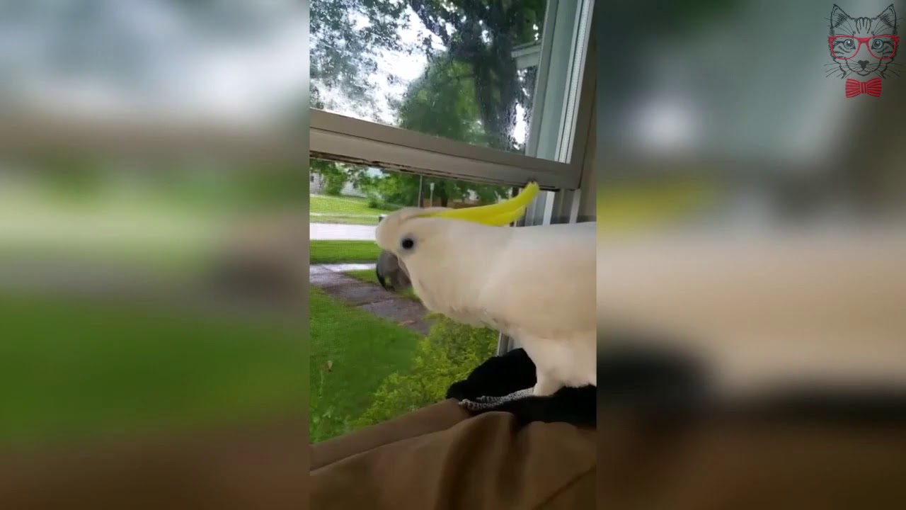 Видео с лающим какаду