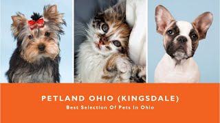🐶 Petland Ohio Has Cute & Cuddly Family Pets