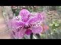 Обзор орхидей в Леруа  Мерлен Омск и Новосибирск 16 сентября 2020г. Фронтера, Мэйджик Арт, Мукала...
