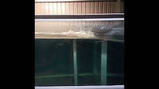 Wave Tank 211213 - Wave Absorber With Short Waves Breaking