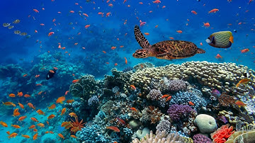 Conservation Ecology: Threats to Biodiversity