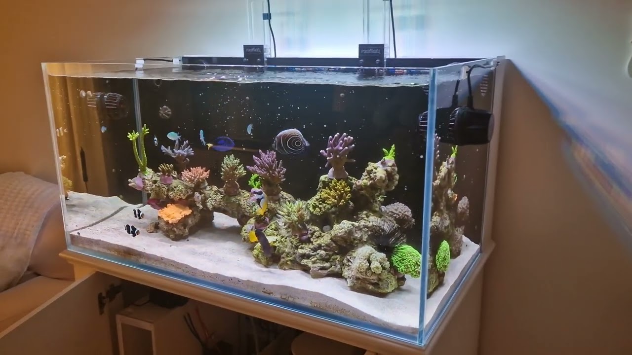 Acquario marino vasca mobile e sump - YouTube