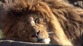 かんさいアニマルズ　天王寺動物園のライオン