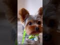 Home is wherever you are  doglover cutedog dogshorts yorkie doglife