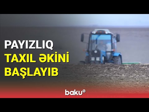 İsmayıllıda payızlıq taxıl əkini başlayıb - BAKU TV