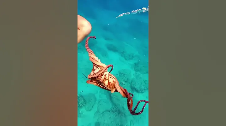 Crazy Octopus 🐙 😁 Subscribe for more Funny videos 😂 #Shorts #YouTubeShorts