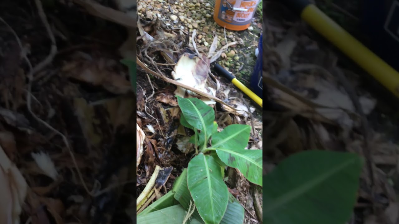 How to tell the difference between a Water sucker vs. sword sucker on a banana tree