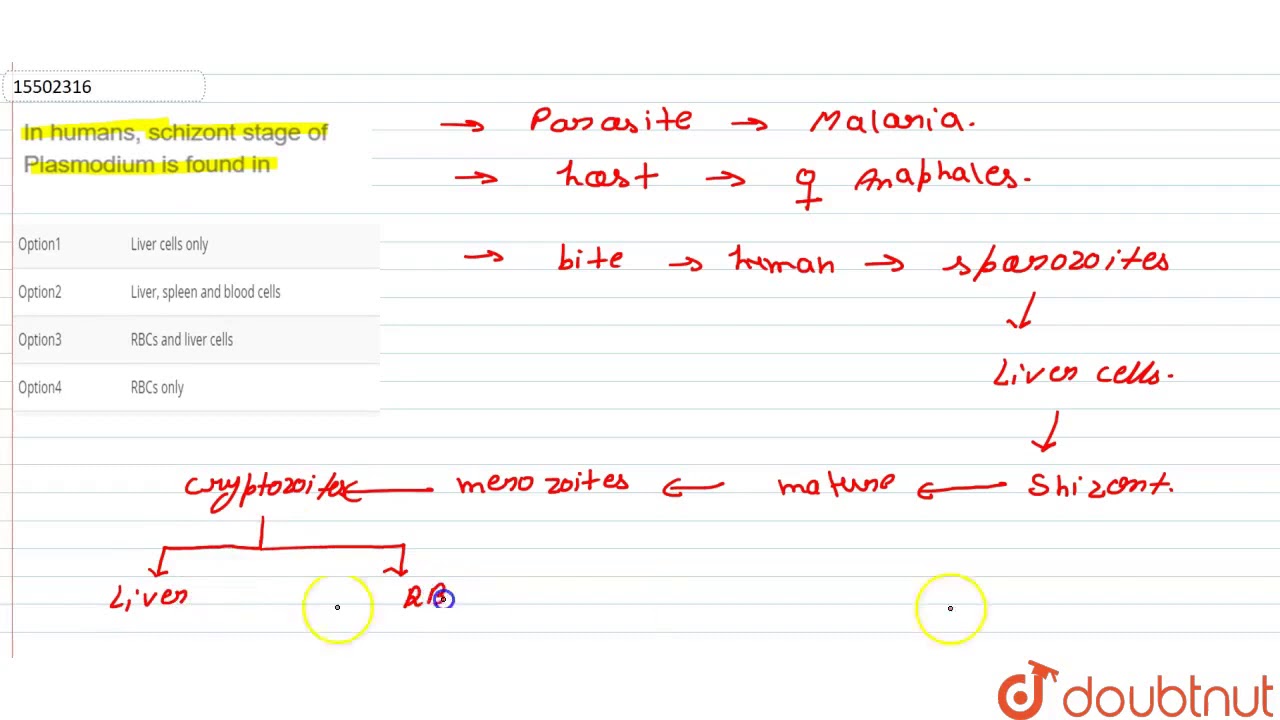In humans, schizont stage of Plasmodium is found in