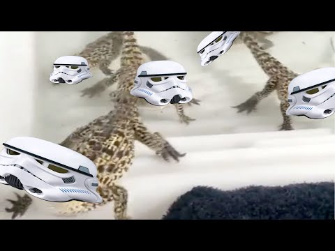 Baby Crocodiles Sound Like Star Wars