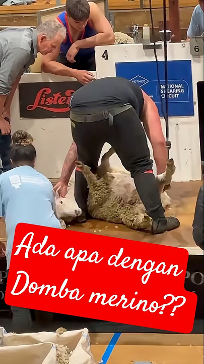ada apa dengan domba merino?