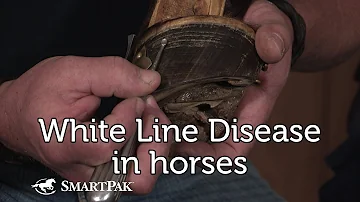 Was tun gegen White Line Disease?