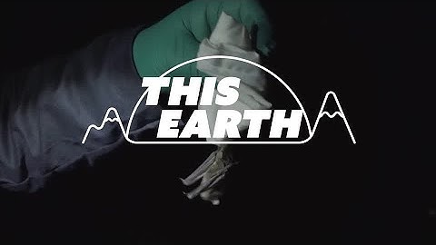 How gold mining contaminates Amazon wildlife