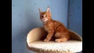 котенок мейн-кун Ягуар любит играть с махалкой из меха норки котенок мейн-кун Ягуар любит играть с махалкой из меха норки