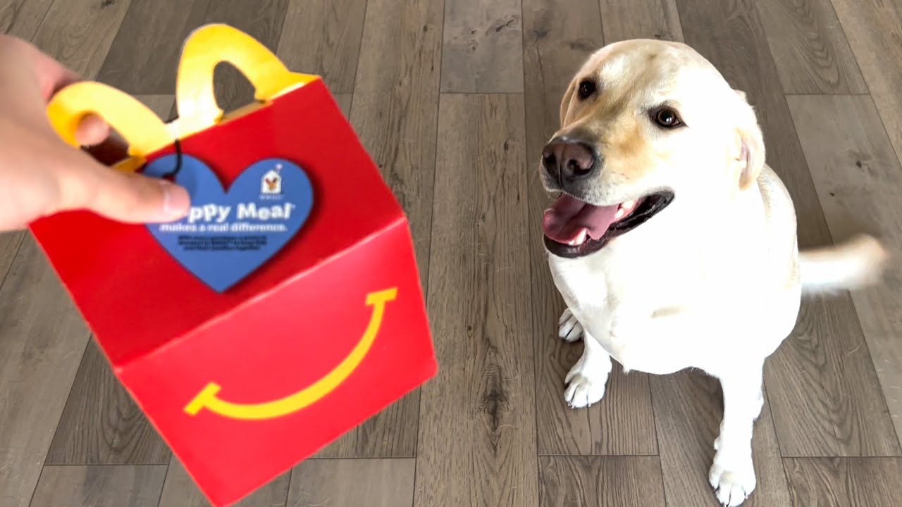 ЛАБРАДОР ПОЖИРАЕТ ХЭППИ МИЛ ИЗ МАКДОНАЛЬДС!!