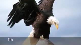 Motivational Video - Eagle Transformation & Rebirth