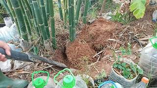 إكثار الخيزران العملاق بالعقل وبنجاح  .  Successfully propagating giant bamboo with cuttings