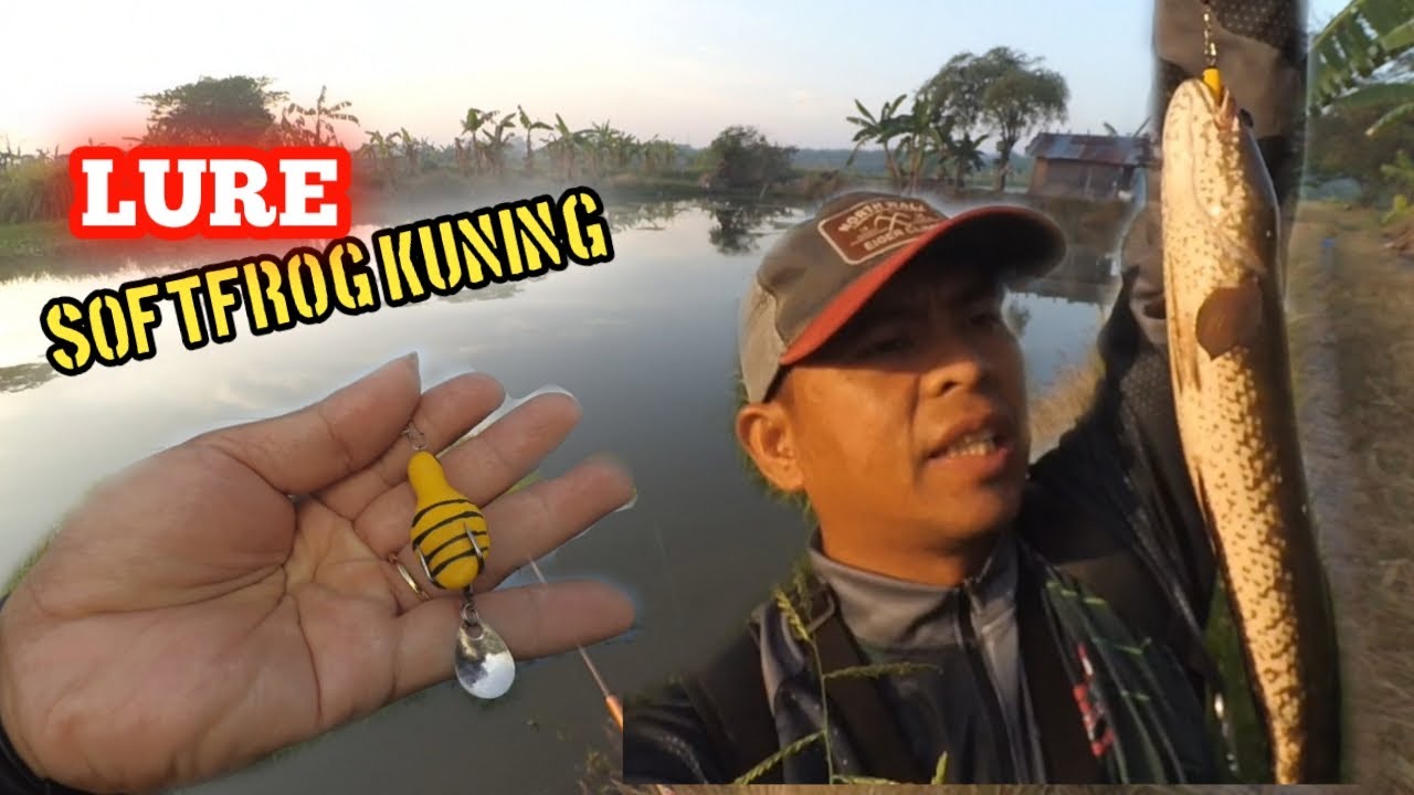 LURE ANDALAN‼️CASTING IKAN GABUS PAKAI SOFTFROG WARNA KUNING - YouTube