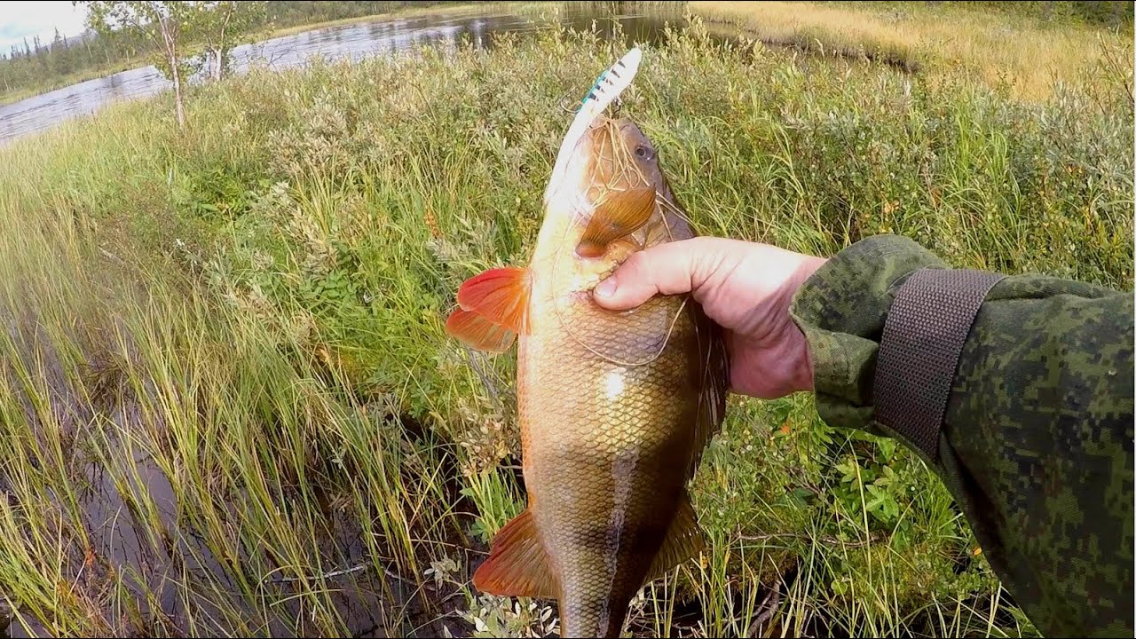 ОКУНЬ НА КАЖДОМ ЗАБРОСЕ! ДАВНО ТАК НЕ РЫБАЧИЛИ! ДВУХДНЕВНАЯ РЫБАЛКА.