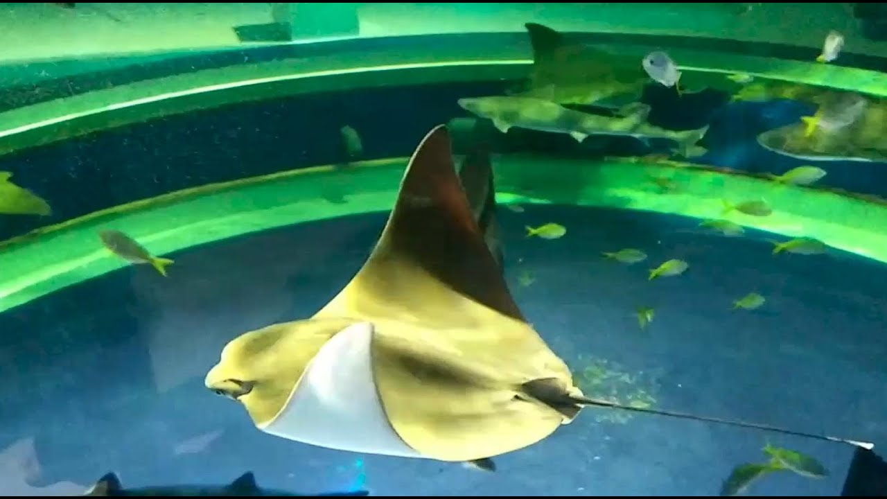 20220805 ATOA AQUARIUM x ART in Kobe, Japan YouTube