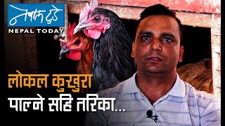 लोकल कुखुरा पाल्ने सहि तरिका - Poultry Farming in Nepal | NEPALTODAY[AGRICULTURE]