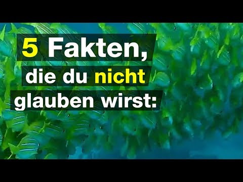 Fünf Fakten die du nicht glauben wirst