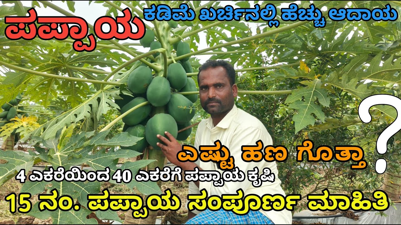 ಪಪ್ಪಾಯಿ ಬೆಳೆ | ಹೀಗೆ ನಿರ್ವಹಣೆ ಮಾಡಿದರೆ | ಸಾಕು ಒಳ್ಳೆಯ ಲಾಭ | ಕೃಷಿ ಪ್ರಶಸ್ತಿ ಪುರಸ್ಕೃತರ ಮಾತು