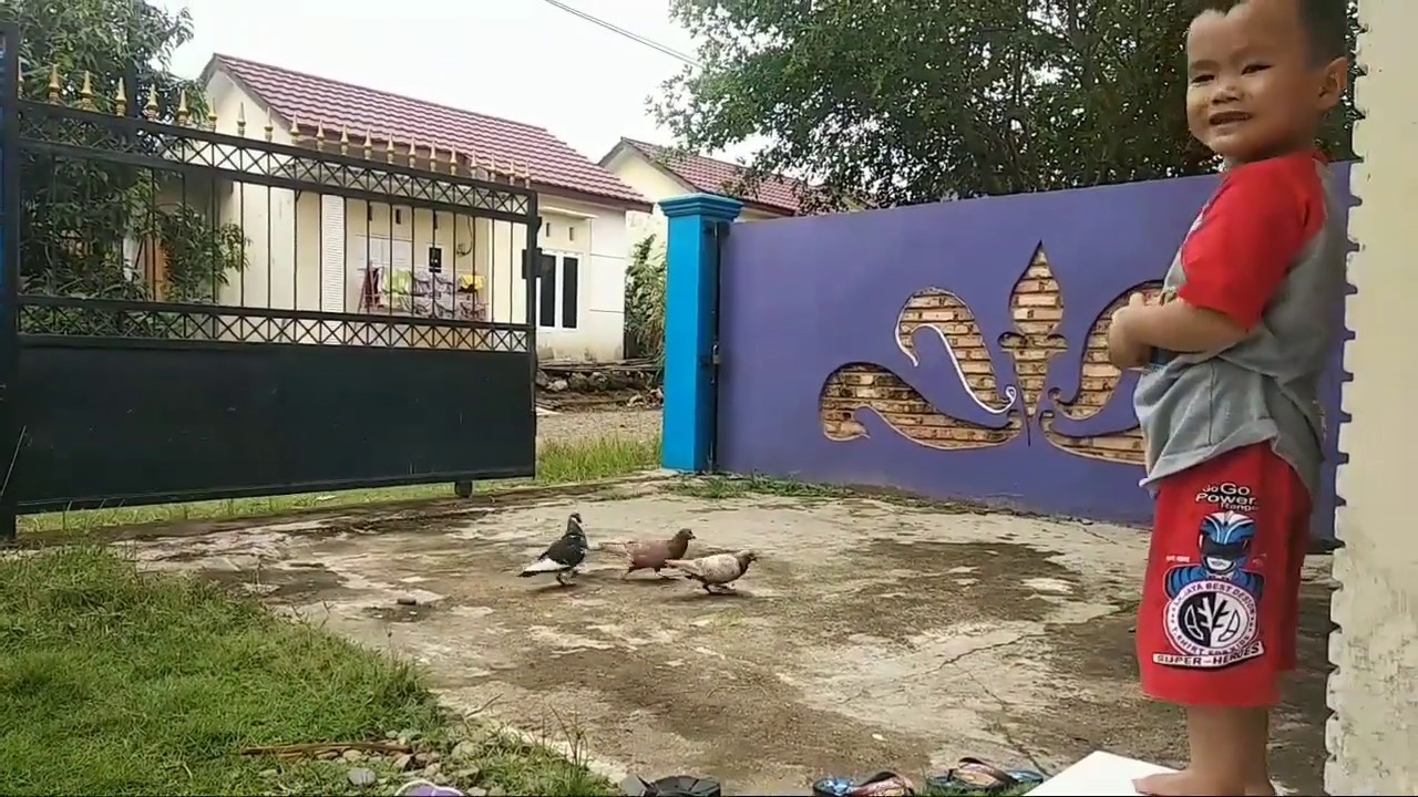 Ternak burung dara alami 