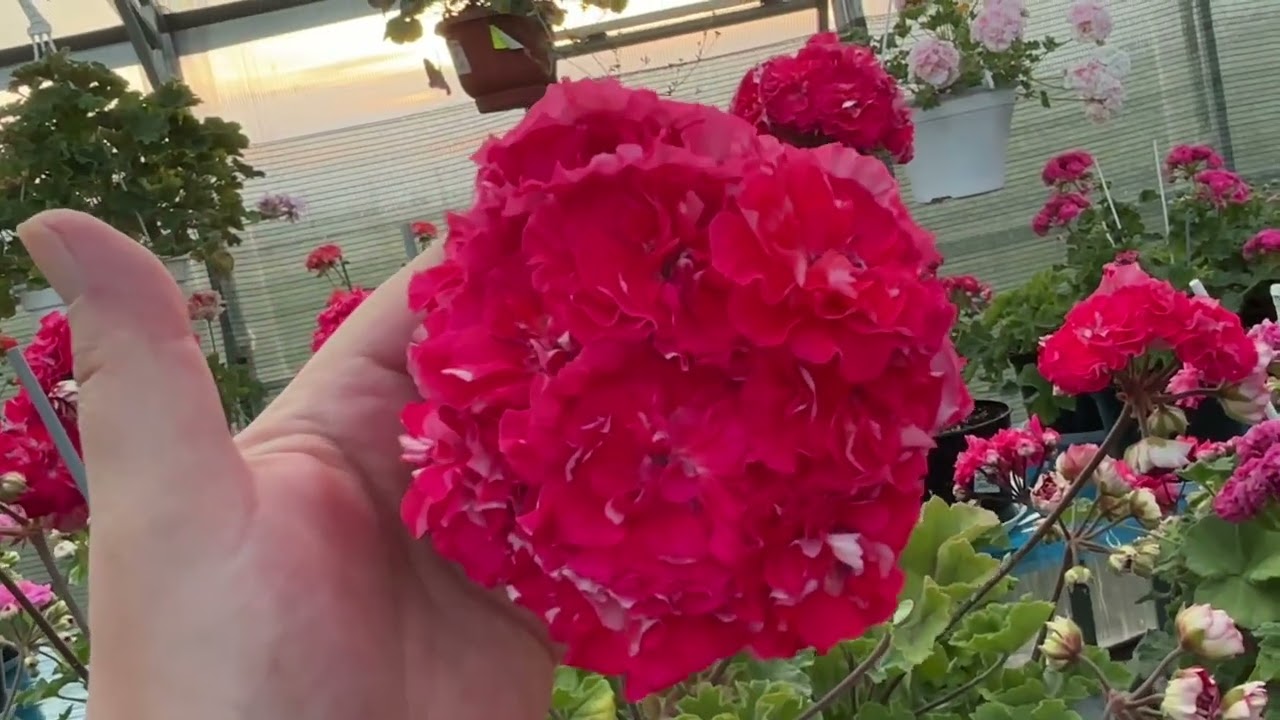 Обзор цветущих пеларгоний на конец августа 2025 г.