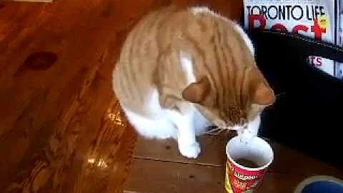 Coffee Drinking Cat!