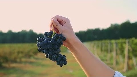 Man Test Grapes Crop Stock Video