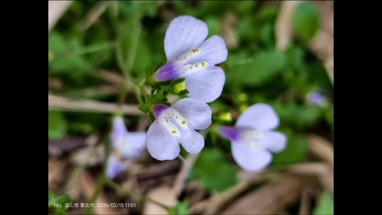 健走賞櫻趣：半嶺站➡️溪山百年古圳、溪山瀑布➡️古道櫻紅李白爭艷➡️大坪尾山➡️鵝尾山水梯田➡️平菁街42巷➡️圳仔頭➡️平等里派出所