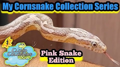 My Cornsnake Collection Series