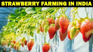 STRAWBERRY FARMING IN INDIA | How to Grow Strawberries..? | Mapro Garden | Strawberry Cultivation