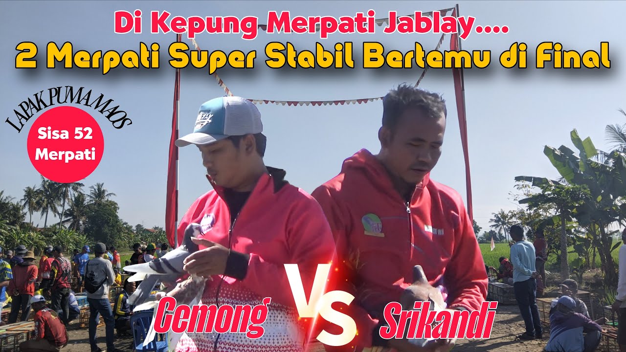 TERKEPUNG J4BLAY‼️2 MERPATI SUPER STABIL BERTEMU DI FINAL LAPAK PUMA  MAOS TOTALAN 25 JUTA