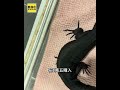 澤巨蜥落跑 飼主盼協尋憂被當綠鬣蜥追捕 #shorts