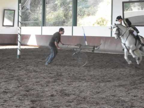 Show Morgado Lusitano - October 2011