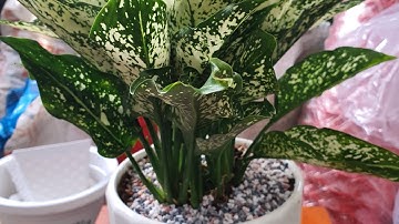 Chia sẻ & hướng dẫn cách trồng chăm sóc cây Ngọc Ngân . Mua cây ngọc ngân lh 0964678056