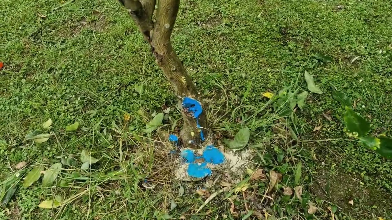 Reviving a Lemon Tree