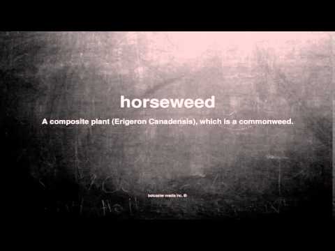What does horseweed mean