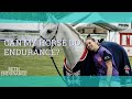 What Breed of Horse do I need for Endurance - Beth Endurance