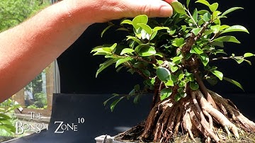 My Larch Forest and Pruning My Vietnam Style Ficus, The Bonsai Zone, May 2023